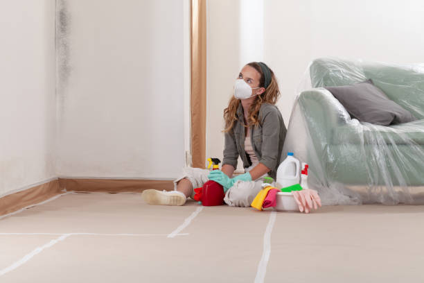 Reliable Mold Cleanup contractor in Brighton, MI by Cheap Mold Removal