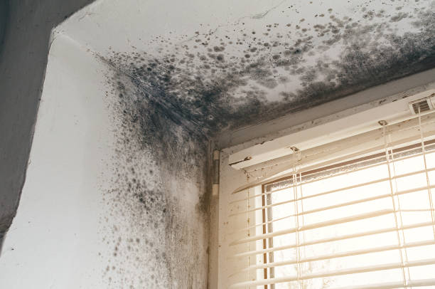 Affordable Mold Cleanup solutions in Brighton, MI